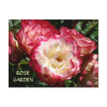 BEAUTIFUL ROSE GARDENS Post Cards Master Gardens postcards