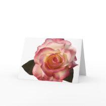Beautiful Rose Greeting Card.