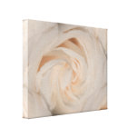 Beautiful Rose Macro Floral Photography Canvas Print