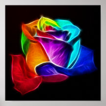 Beautiful Rose of Colors 5 Print