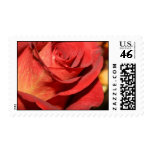 BEAUTIFUL ROSE POSTAGE STAMPS