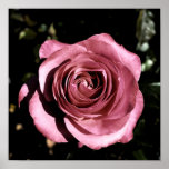 Beautiful Rose Poster posters