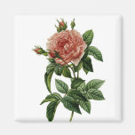 Beautiful Rose Refrigerator Magnets
