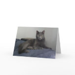 Beautiful Russian Blue Cat Greeting Card