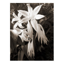 Beautiful Sadness - Sepia Post Cards