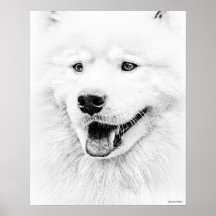 Beautiful Samoyed dog art Print