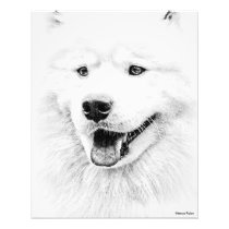 Beautiful Samoyed Photograph
