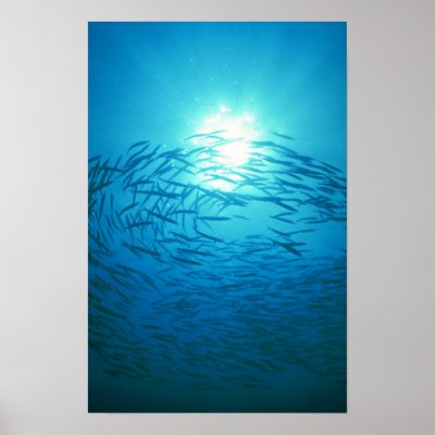 Beautiful School of barracuda circle the sun Poster by inspirelove