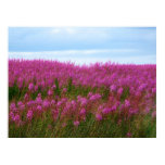 Beautiful Scottish meadow poster Beautiful Scottish meadow poster