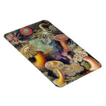 Beautiful Sea Anemone Magnets