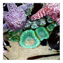 Beautiful Sea Stars and Green Anemones Photograph posters