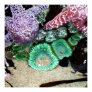 Beautiful Sea Stars and Green Anemones Photograph Poster Beautiful Sea Stars and Green Anemones Photograph Poster