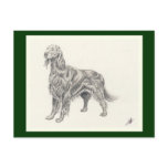 Beautiful Setter Postcard