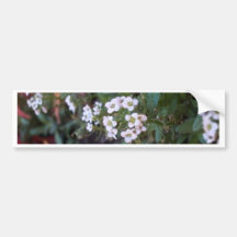 Beautiful Sheffield Village of Oakland Bumper Sticker