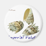 Beautiful Shells Fridge Magnet