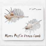 Beautiful Shells