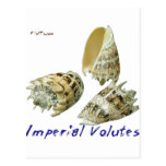 Beautiful Shells Postcards