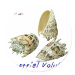 Beautiful Shells Round Sticker