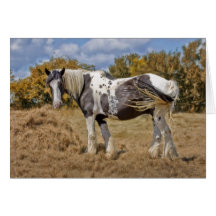 BEAUTIFUL SHIRE HORSE GREETING CARDS