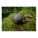 Beautiful Snail Card by Twirledworld Beautiful Snail Card