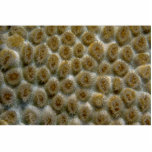 Beautiful Species of Caribbean hard coral Photo Cutout