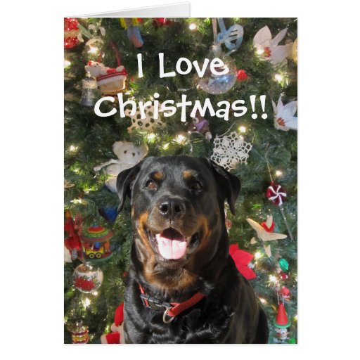 Rottweiler Christmas Cards 