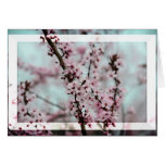 Beautiful Spring Cherry Blossom Greeting Cards