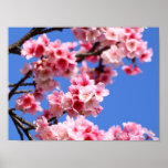 Beautiful Spring Cherry Blossom Print