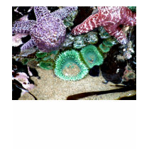 Beautiful Starfish and Sea Anemone Shirt