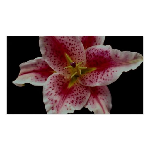 Beautiful Stargazer lily Business Card (back side)