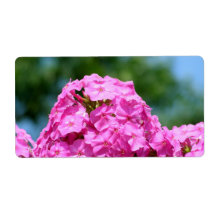 Beautiful summer flowers photo pink purple phlox personalized shipping labels