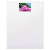 Beautiful summer flowers photo pink purple phlox letterhead