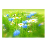 Beautiful summer meadow Beautiful summer meadow