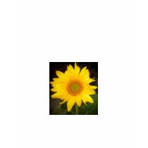 Beautiful Sunflower Long Sleeve T-Shirt by pammys Beautiful Sunflower Long Sleeve T-Shirt