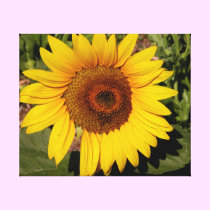 Beautiful Sunflower Photograph canvas prints
