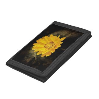Beautiful Sunflower with Dark Brown Background