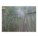 Beautiful Sunlight posters