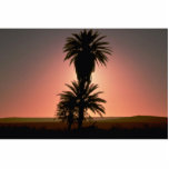 Beautiful Sunset: Sahara Desert, Algeria Acrylic Cut Outs