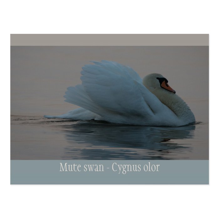 Beautiful swan in the evening light CC0755