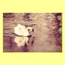 Beautiful swan photo print photography