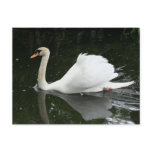 Beautiful Swan Swimming With Reflection Postcard Beautiful Swan Swimming With Reflection Postcard