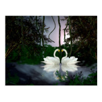 Beautiful swans 1 postcards