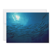 Beautiful Swirling school of barracuda Personalized Invite