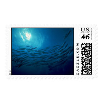Beautiful Swirling school of barracuda Stamps