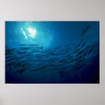 Beautiful Swirling school of barracuda posters