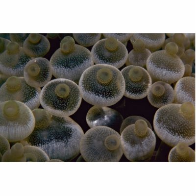 Beautiful Swollen tentacle tips of a sea anemone Photo Sculpture by inspirelove