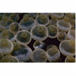 Beautiful Swollen tentacle tips of a sea anemone Photo Sculpture