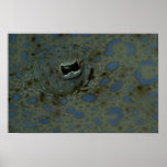 Beautiful The unusual eye of a peacock flounder Posters