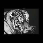 Beautiful Tiger in Black and white canvas prints