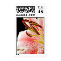 Beautiful Tiger Lily Macro stamps
